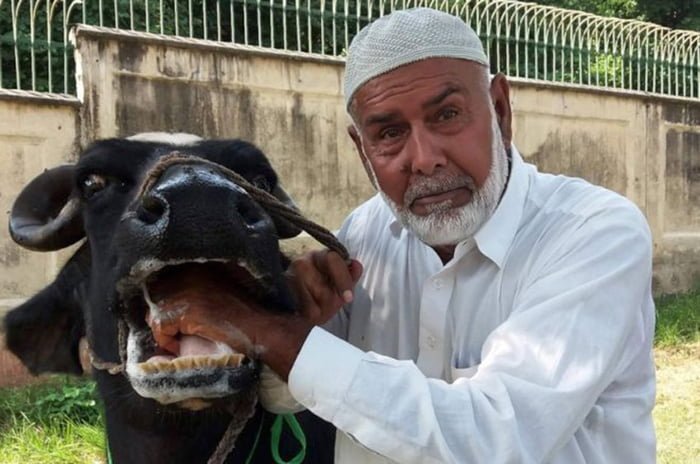 Imran Khan Buffalos