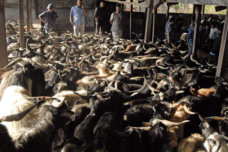 dashain goat shopping