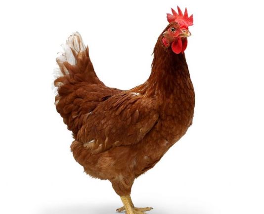 Hen