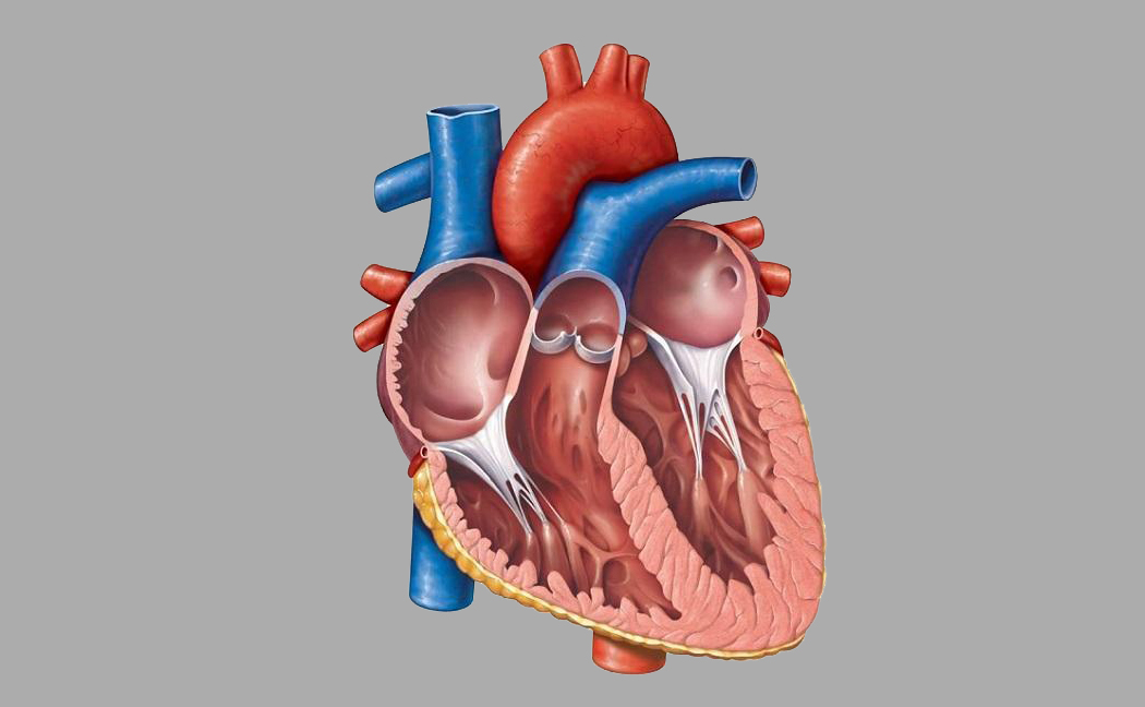 Human_Heart_Anatomy