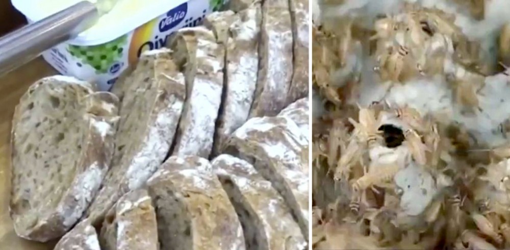 Fatyangra Insect फट्याङ्ग्राको पाउरोटी – Lokpati.com