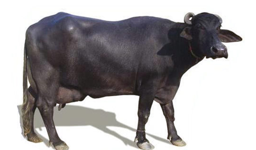 Buffalo