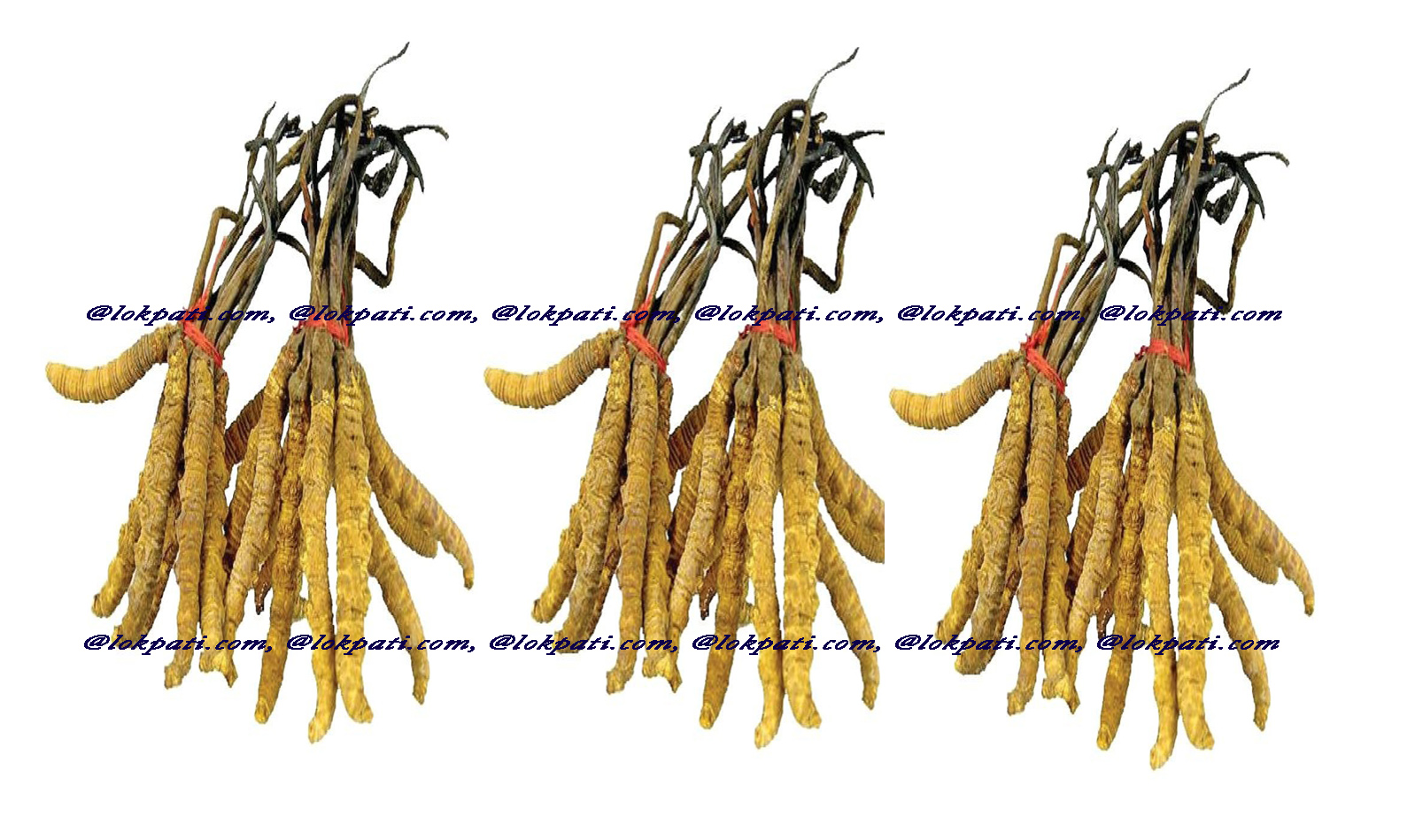 Yarsagumba