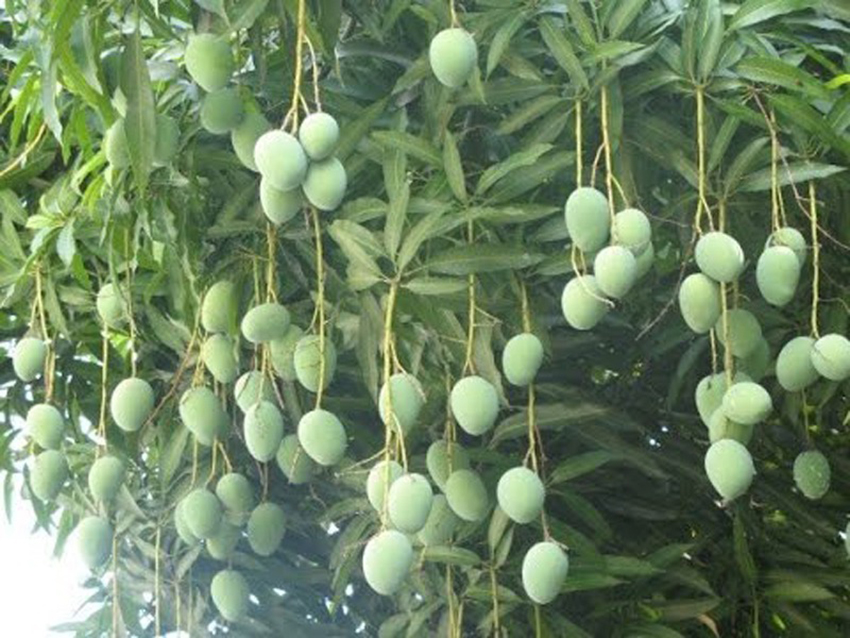 mango pic 1