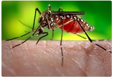 dengue-fever