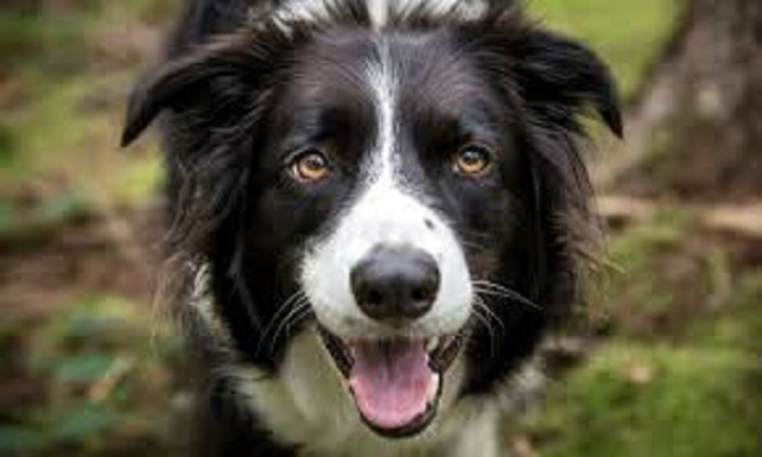 Dog pic