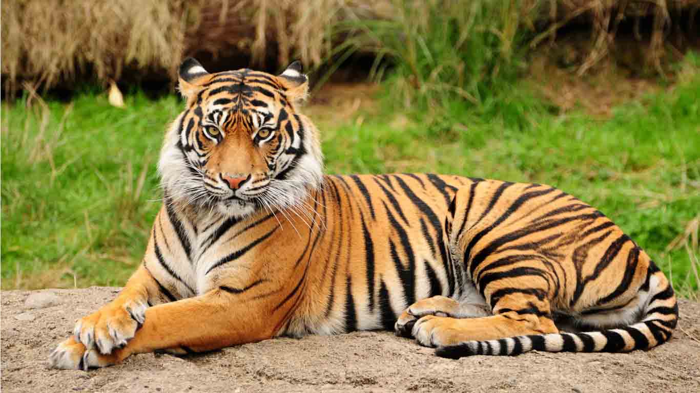 Royal-bengal-tiger
