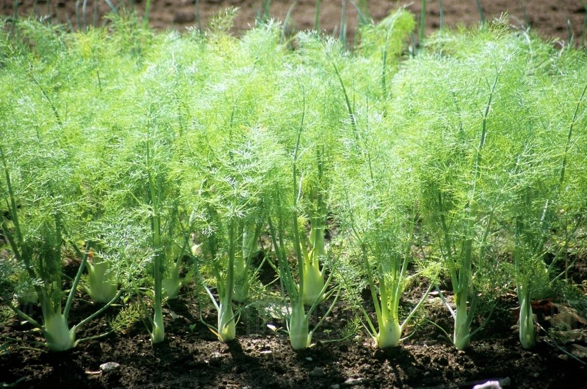 chamsur agriculture