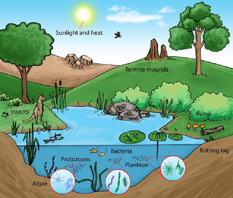 eco-system