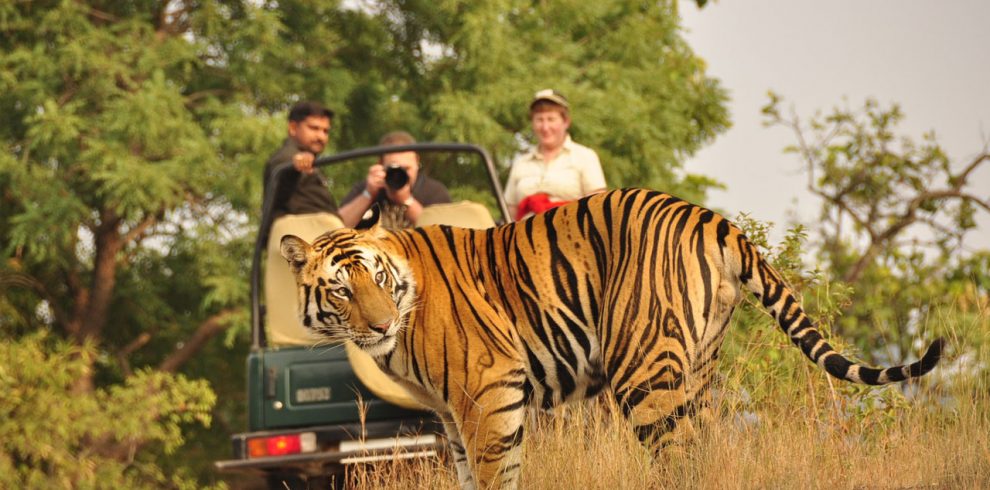 jungle-safari