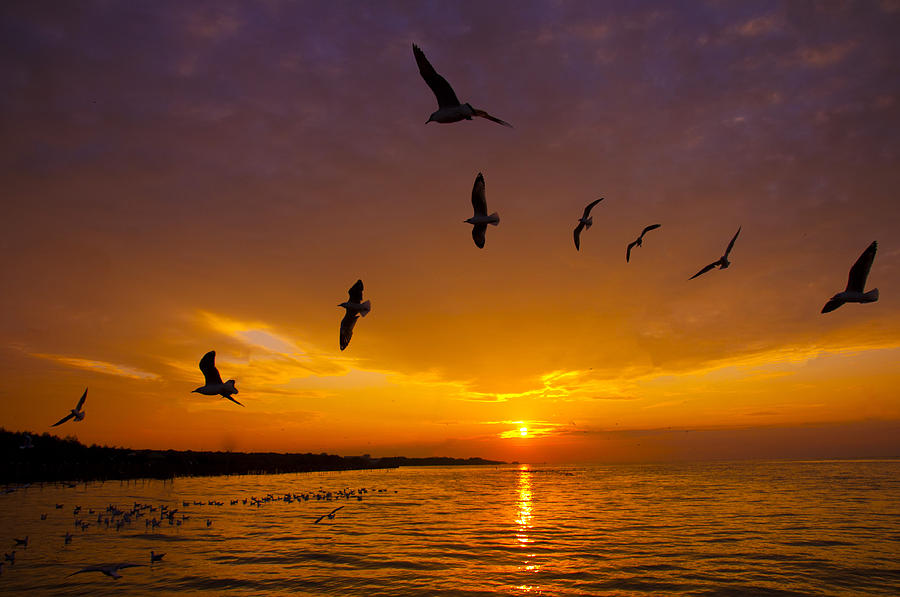 sunrise-with-birds