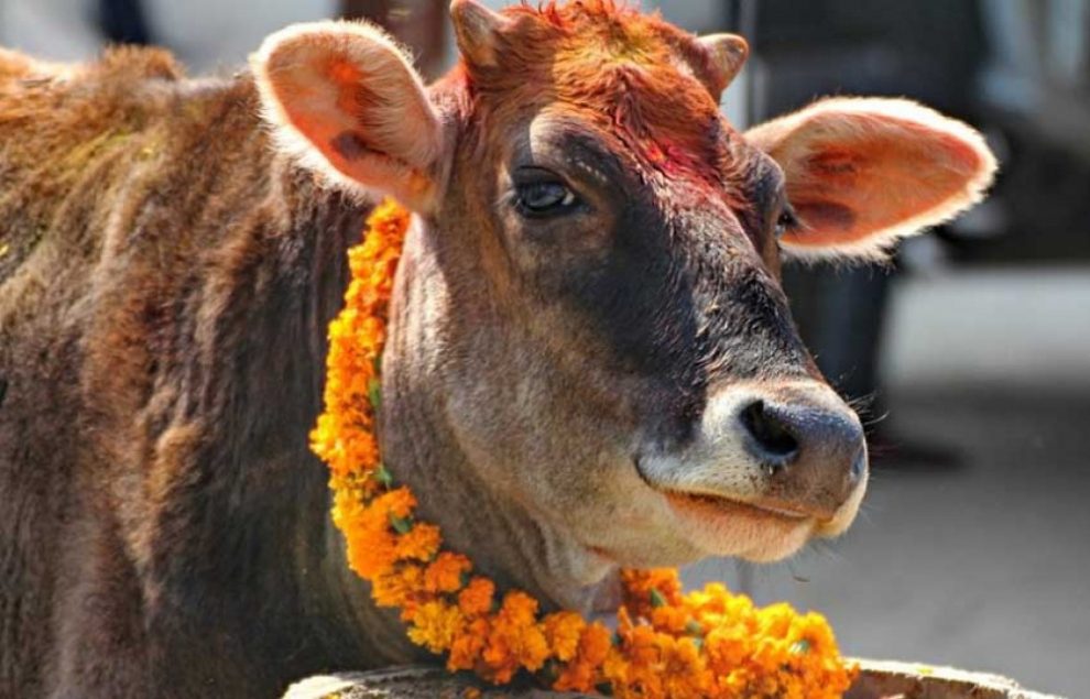 Cow-Tihar-Gai