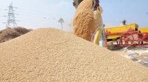 Rice production in Nepal